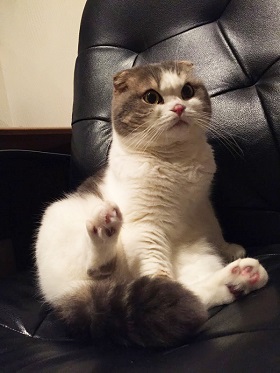 ねとらぼ生物部編集長