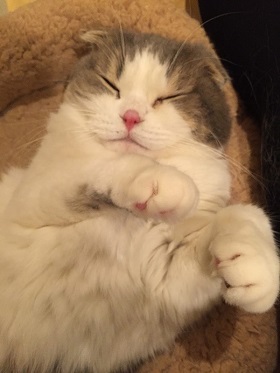 ねとらぼ生物部編集長