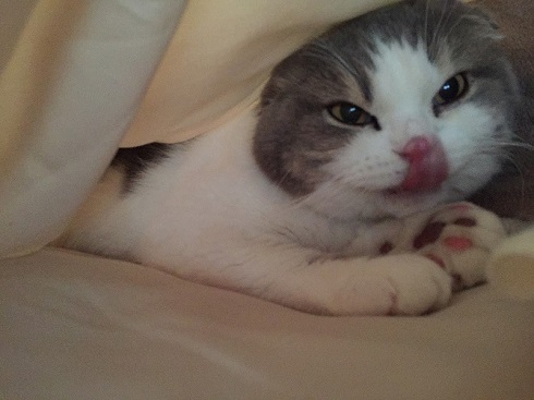 ねとらぼ生物部編集長