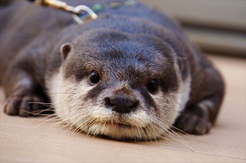 コツメカワウソ