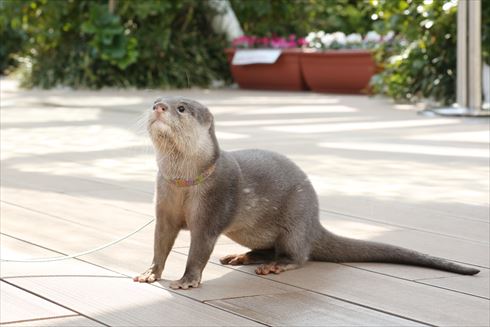 コツメカワウソ