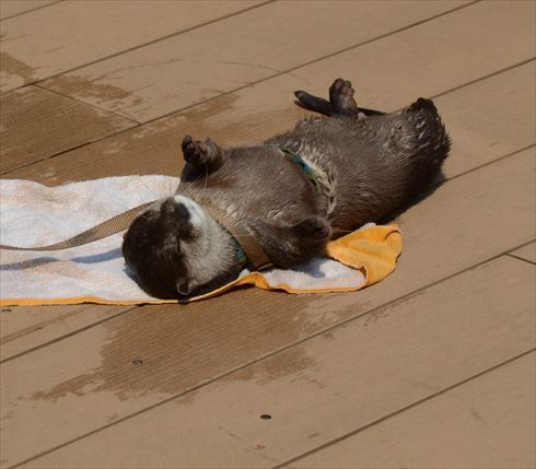 コツメカワウソ