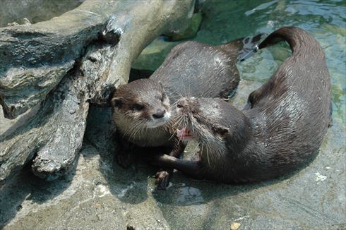 コツメカワウソ