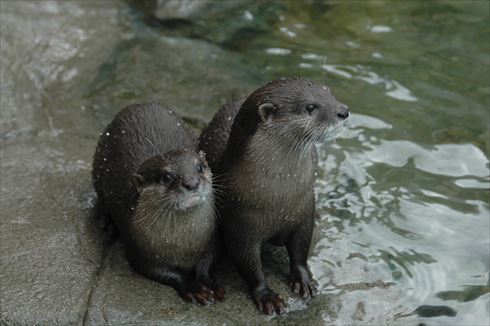 コツメカワウソ