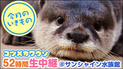 コツメカワウソ