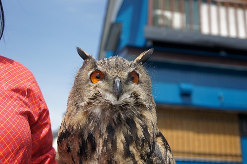 ねとらぼ生物部編集長