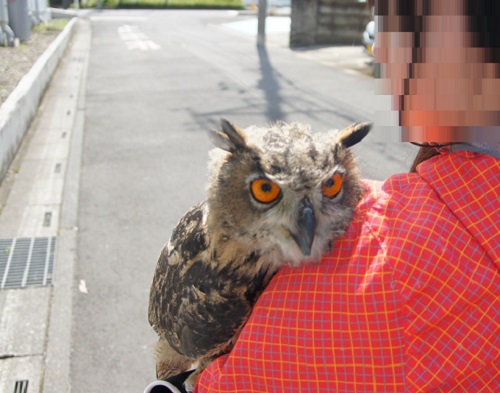ねとらぼ生物部編集長