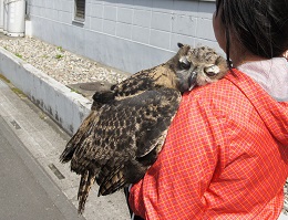 ねとらぼ生物部編集長