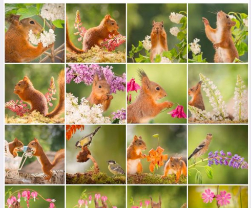 アクロバティックなリス