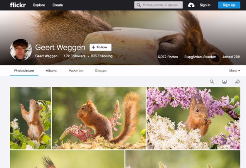 かわいすぎるリスの写真