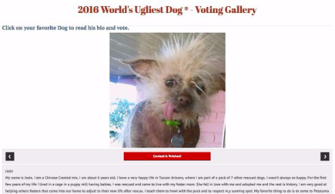 世界一醜い犬を決めるコンテスト