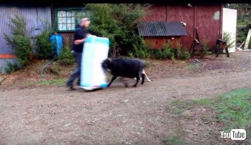 ラムブロくん強い