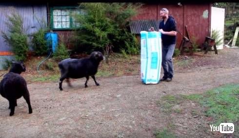 ラムブロくん強い