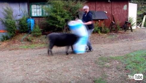 ラムブロくん強い