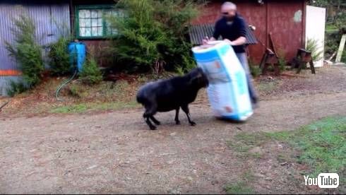 ラムブロくん強い