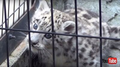 旭山動物園ユキヒョウの子ども