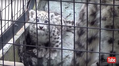 旭山動物園ユキヒョウの子ども