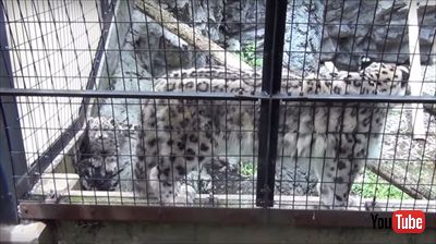 旭山動物園ユキヒョウの子ども