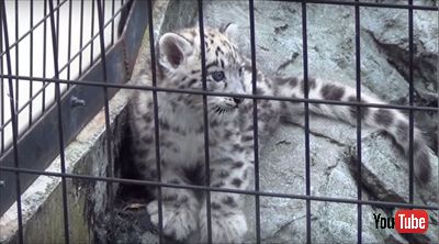 旭山動物園ユキヒョウの子ども