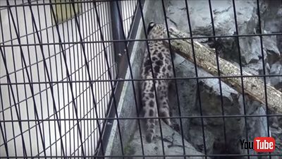 旭山動物園ユキヒョウの子ども