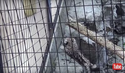 旭山動物園ユキヒョウの子ども