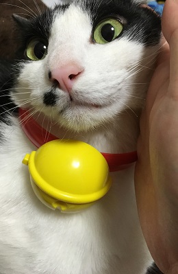 ねとらぼ生物部編集長