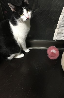 ねとらぼ生物部編集長