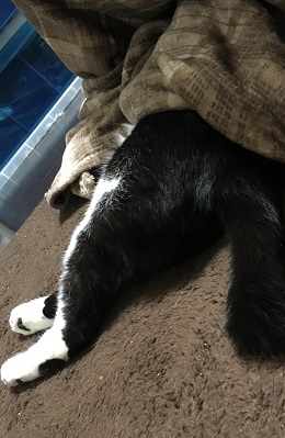 ねとらぼ生物部編集長