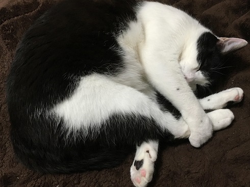 ねとらぼ生物部編集長