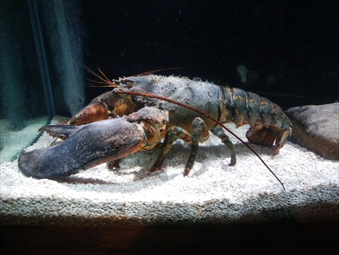 エビとカニの水族館