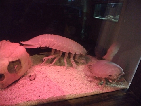 エビとカニの水族館