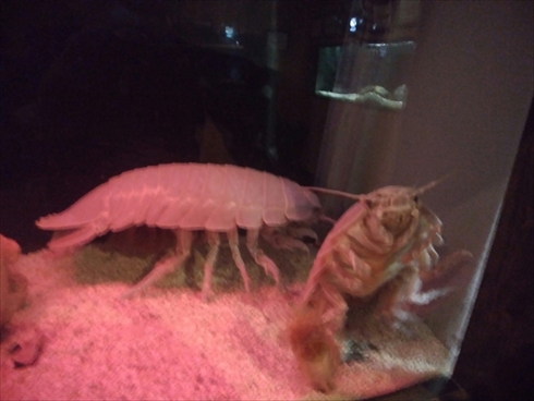 エビとカニの水族館