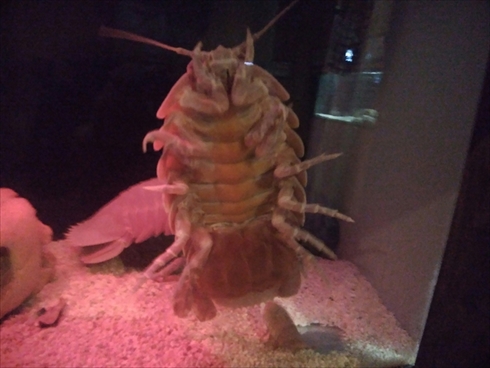 エビとカニの水族館