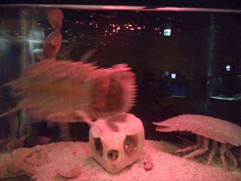 エビとカニの水族館