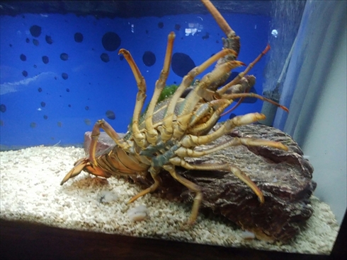 エビとカニの水族館