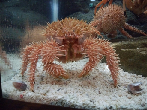 エビとカニの水族館