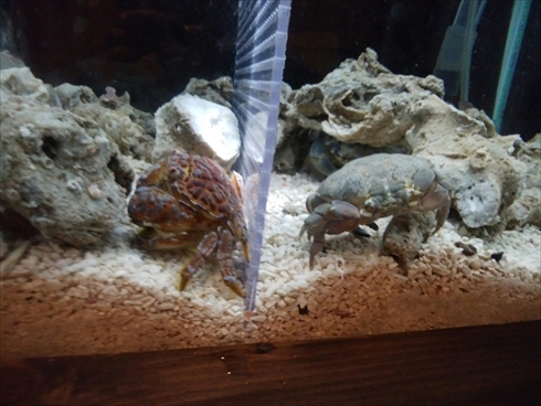 エビとカニの水族館