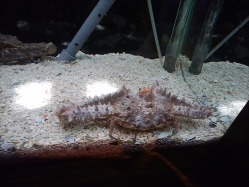 エビとカニの水族館