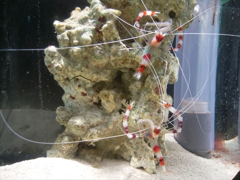 エビとカニの水族館