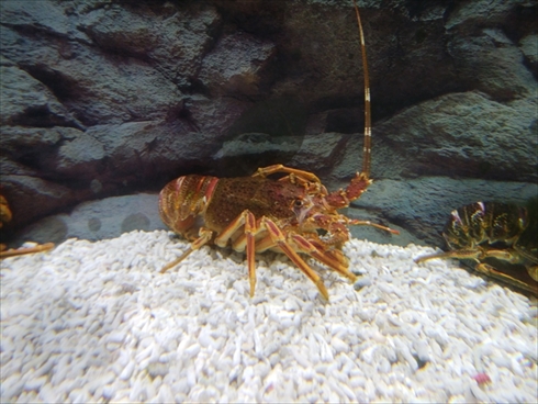 エビとカニの水族館