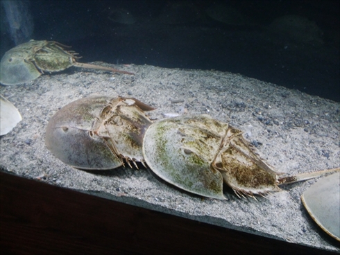 エビとカニの水族館