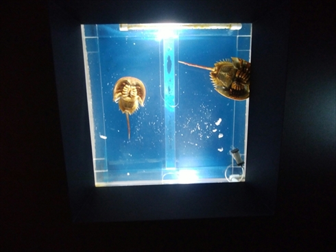 エビとカニの水族館