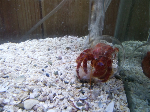 エビとカニの水族館