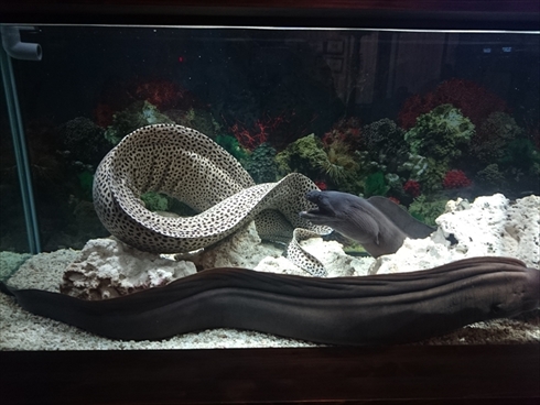 エビとカニの水族館