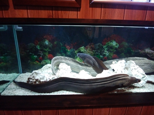 エビとカニの水族館