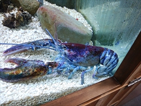 エビとカニの水族館