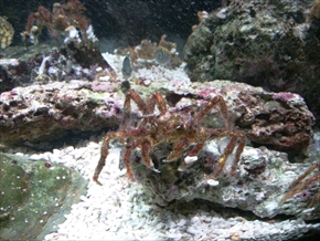エビとカニの水族館