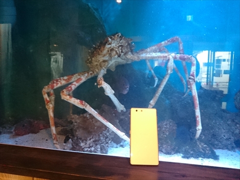 エビとカニの水族館