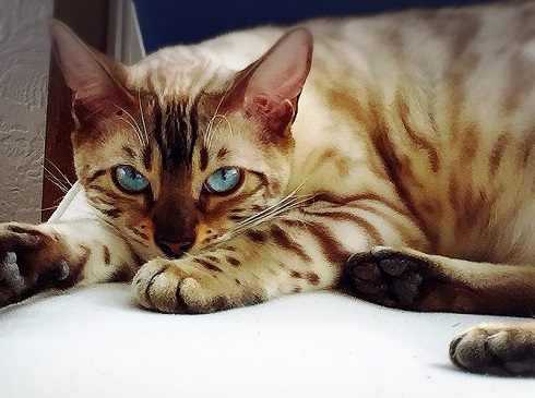 ねとらぼ生物部編集長