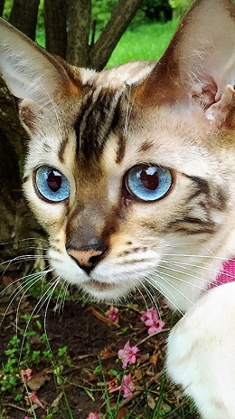 ねとらぼ生物部編集長